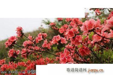 遥鹤瑶汉双语 《山花开了（唐龙 演唱）》简谱