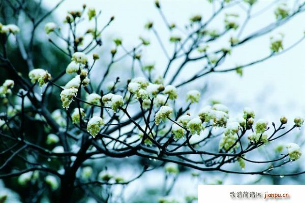 未知 《京歌 沁园春 雪》简谱