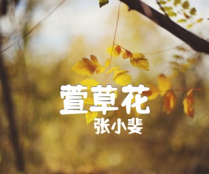 《萱草花吉他谱》_张小斐_C调_吉他图片谱2张