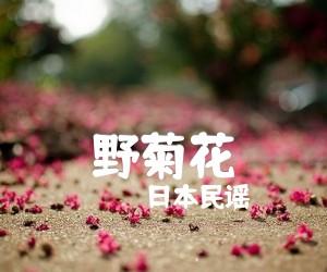 《野菊花吉他谱》_日本民谣_D调 图片谱1张